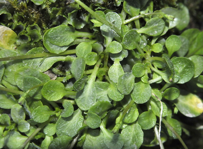 Solenopsis minuta (L.)C. Presl subsp. corsica Meikle